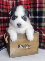 Buddy, a male Siberian Husky for sale in Iowa, IA – Photo 2 of 7