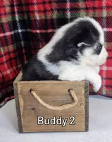 Buddy, a male Siberian Husky for sale in Iowa, IA – Photo 3 of 7