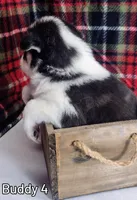 Buddy, a male Siberian Husky for sale in Iowa, IA – Photo 5 of 7