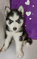 Lizzy, a female Siberian Husky for sale in Iowa, IA – 3 of 6