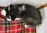 Zues, a male Siberian Husky for sale in Iowa, IA – Photo 5 of 5