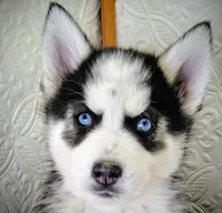 Zues, a male Siberian Husky for sale in Iowa, IA – Photo 2 of 5