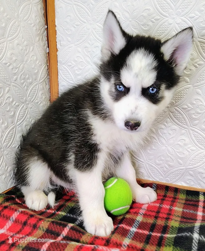 Zues, a male Siberian Husky for sale in Iowa, IA – Photo 1 of 5