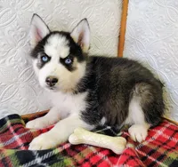 Zues, a male Siberian Husky for sale in Iowa, IA – Photo 4 of 5
