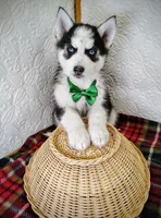 Zues, a male Siberian Husky for sale in Iowa, IA – Photo 3 of 5