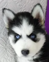 Lizzy, a female Siberian Husky for sale in Iowa, IA – 6 of 6
