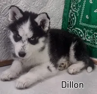 Dillon, a male Siberian Husky for sale in Iowa, IA – Photo 1 of 6