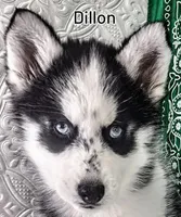 Dillon, a male Siberian Husky for sale in Iowa, IA – Photo 6 of 6