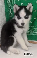 Dillon, a male Siberian Husky for sale in Iowa, IA – Photo 4 of 6