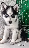 Dillon, a male Siberian Husky for sale in Iowa, IA – Photo 2 of 6
