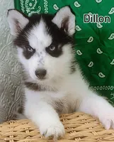 Dillon, a male Siberian Husky for sale in Iowa, IA – Photo 3 of 6
