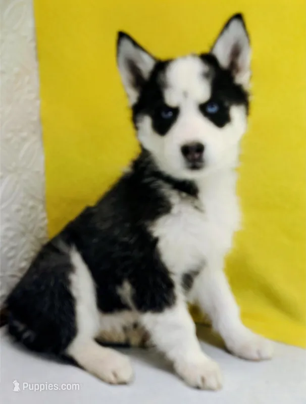 Shamoo – Siberian Husky puppy for sale in Iowa, IA