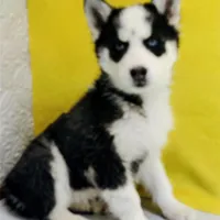 Neptune, a male Siberian Husky for sale in Iowa, IA – Photo 7 of 7