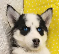 Shamoo, a female Siberian Husky for sale in Iowa, IA – Photo 7 of 7