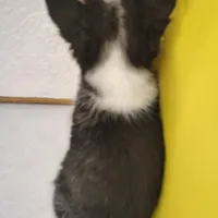 Neptune, a male Siberian Husky for sale in Iowa, IA – Photo 6 of 7