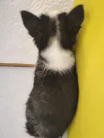 Shamoo, a female Siberian Husky for sale in Iowa, IA – Photo 6 of 7