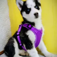 Neptune, a male Siberian Husky for sale in Iowa, IA – Photo 3 of 7