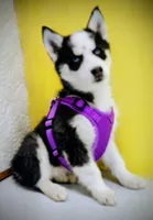 Shamoo, a female Siberian Husky for sale in Iowa, IA – Photo 1 of 7