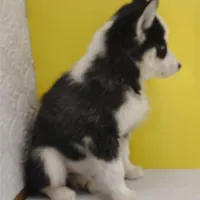 Neptune, a male Siberian Husky for sale in Iowa, IA – Photo 4 of 7