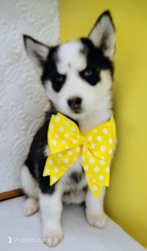 Shamoo – Siberian Husky puppy for sale in Iowa, IA