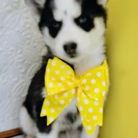 Neptune, a male Siberian Husky for sale in Iowa, IA – Photo 1 of 7