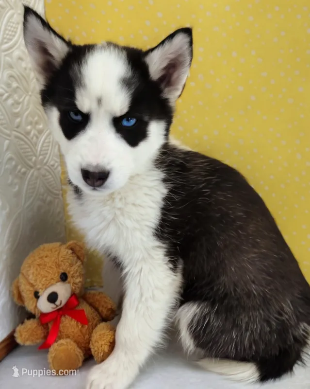 Shamoo – Siberian Husky puppy for sale in Iowa, IA