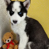 Neptune, a male Siberian Husky for sale in Iowa, IA – Photo 2 of 7