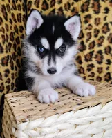 Kira, a female Siberian Husky for sale in Iowa, IA – Photo 4 of 4