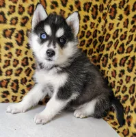 Kira, a female Siberian Husky for sale in Iowa, IA – Photo 1 of 4