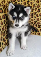 Kira, a female Siberian Husky for sale in Iowa, IA – Photo 2 of 4