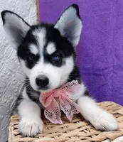 Koda, a female Siberian Husky for sale in Iowa, IA – 1 of 5