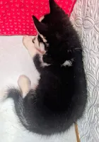 Siber, a male Siberian Husky for sale in Iowa, IA – 3 of 5