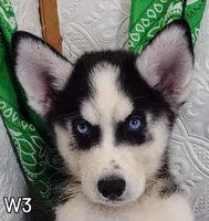 W-1, a female Siberian Husky for sale in Iowa, IA – Photo 5 of 5