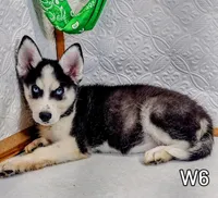 W-1, a female Siberian Husky for sale in Iowa, IA – Photo 4 of 5