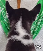 W-1, a female Siberian Husky for sale in Iowa, IA – Photo 2 of 5