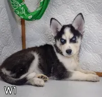 W-1, a female Siberian Husky for sale in Iowa, IA – Photo 1 of 5
