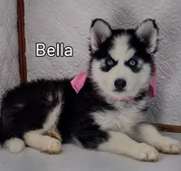 Bella - Purebred, a female Siberian Husky for sale in Iowa, IA – Photo 1 of 4