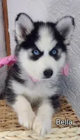 Bella - Purebred, a female Siberian Husky for sale in Iowa, IA – Photo 4 of 4