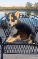 Tobi, a male Siberian Husky for sale in Iowa, IA – Photo 1 of 5