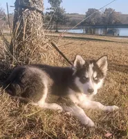 Tobi, a male Siberian Husky for sale in Iowa, IA – Photo 4 of 5
