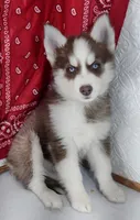 Star, a female Siberian Husky for sale in Iowa, IA – Photo 1 of 8