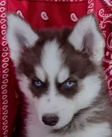 Star, a female Siberian Husky for sale in Iowa, IA – Photo 6 of 8