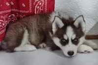 Star, a female Siberian Husky for sale in Iowa, IA – Photo 5 of 8