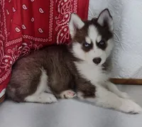 Star, a female Siberian Husky for sale in Iowa, IA – Photo 3 of 8