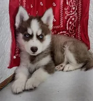 Star, a female Siberian Husky for sale in Iowa, IA – Photo 2 of 8