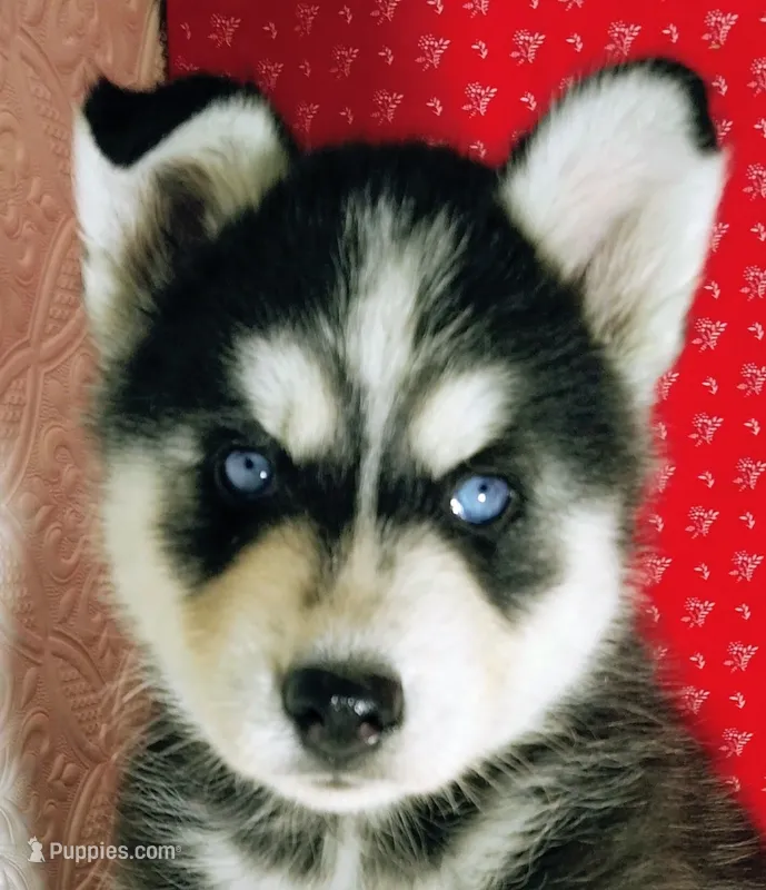 Zook – Siberian Husky puppy for sale in Iowa, IA