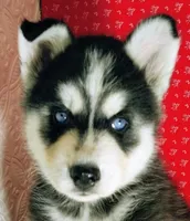 Zook, a male Siberian Husky for sale in Iowa, IA – 2 of 5