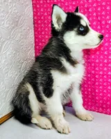 Nanook, a female Siberian Husky for sale in Iowa, IA – Photo 6 of 9