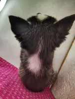 Nanook, a female Siberian Husky for sale in Iowa, IA – Photo 9 of 9