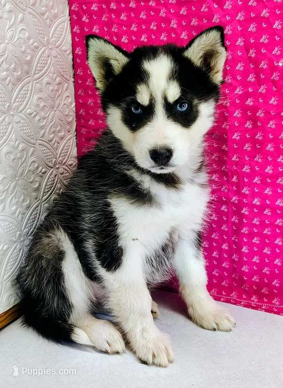 Nanook – Siberian Husky puppy for sale in Iowa, IA